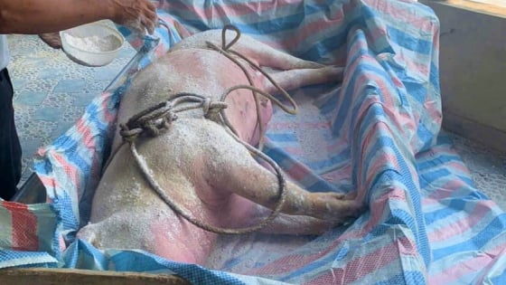 13 huyện, thị xã, thành phố ở Nghệ An đã có dịch tả lợn châu Phi, bắt buộc phải tiêu hủy hơn 1.700 con lợn bệnh