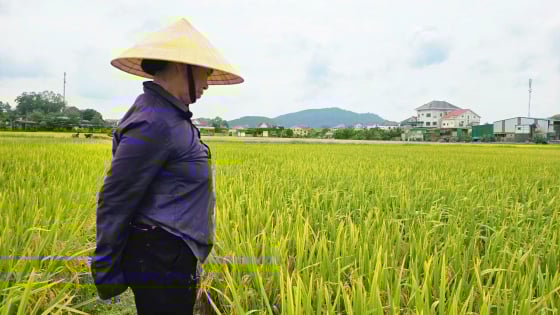 Chuyện đang lạ ở Nghệ An, đồng lúa ngả vàng mà bông lúa chả chịu cúi đầu, dân chưa biết đâu mà lần