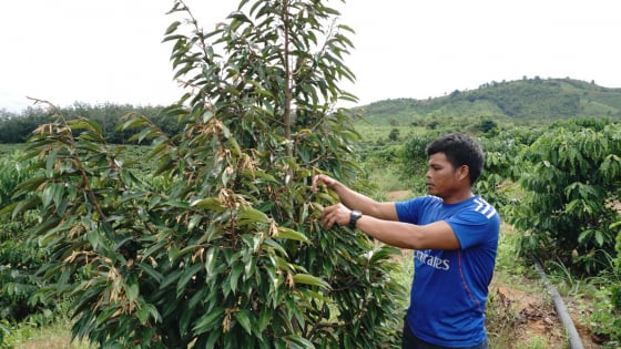 Ở Kon Tum, nông dân vay vốn Quỹ HTND đầu tư trồng cây gì, nuôi con gì mà nhà nào cũng khá giả lên?