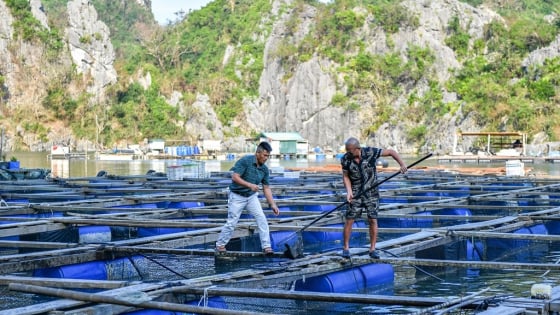 'Chuyển động' mới đối với ngành nuôi biển tại Quảng Ninh