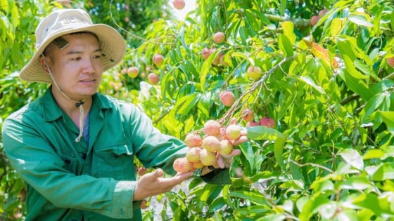 Một loại cây mới 'cắm chốt lâu, sâu, bền' ở Đắk Lắk, tới mùa quả chín la đà, nông dân 'bẻ tiền tỷ'
