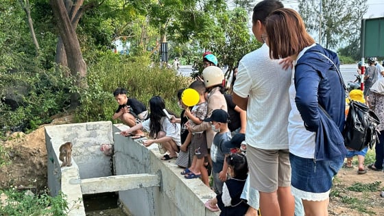 Tái diễn tình trạng cho khỉ ăn tại bán đảo Sơn Trà, Đà Nẵng