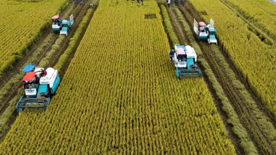 Hiệp hội Lương thực Việt Nam có khoảng 130 doanh nghiệp
 nhưng chỉ 1-2 đơn vị liên kết với nông dân trồng lúa, còn lại đứng ngoài, vì sao?