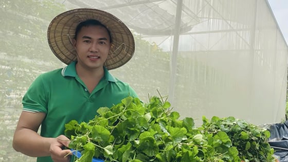 Bỏ nghề kỹ sư về quê trồng loài rau trước chỉ mọc hoang nhưng quý như thuốc, anh thanh niên Hà Nam bán đi khắp tỉnh