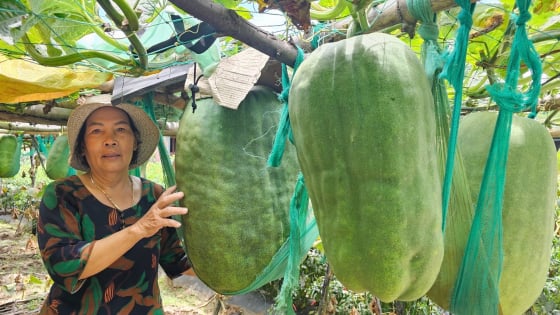 Ở Việt Nam chỉ có vùng đất này ở Bình Định trồng bí đao ra quả khổng lồ, làm giàn treo kỳ công số 1