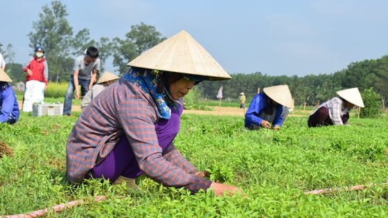 Giám sát, phản biện xã hội của Hội Nông dân TP. Huế: Đồng hành cùng nông dân bằng hành động thiết thực
