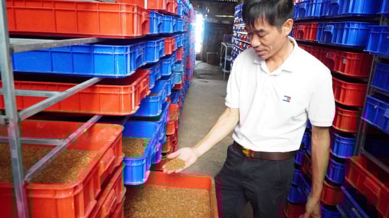 Nuôi la liệt loài sâu gì mà bán từ nhộng đến con bố mẹ, một người  Kon Tum 'tự trả lương' 100-150 triệu/tháng