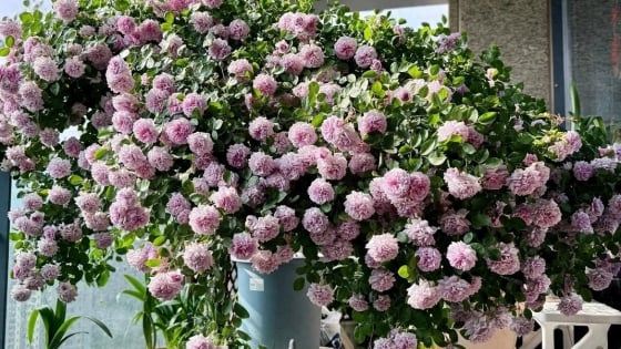 Đừng trồng thanh xà, cây cảnh này mới là thiên thần ban công, xanh tím mơ màng, chiếm trái tim vạn người