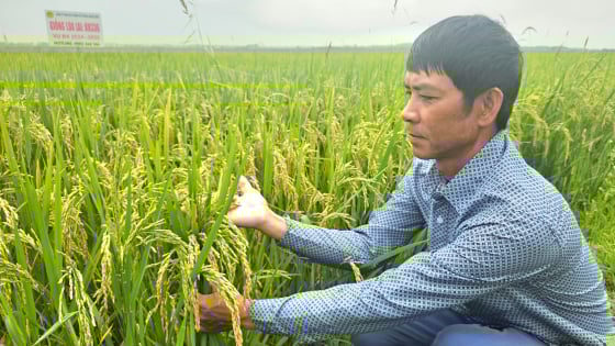 Một giống lúa đứng vững khi trận mưa lớn ở Quảng Bình, năng suất 75 tạ/ha, gặt xong lại gặt tiếp lúa tái sinh 