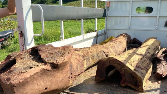 Phát lộ một cây cổ thụ là cây gỗ quý như vàng dưới suối ở Quảng Bình, dân lén đào, lực lượng chức năng ngăn chặn