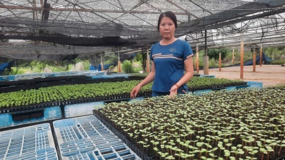 Một nông dân đất Sài Gòn trồng loại hoa gì đẹp như phim, hễ bán là hết veo, thu 4 tỷ/năm?