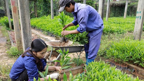 Bộ Nông nghiệp và Môi trường đề xuất giảm phí, lệ phí duy trì hiệu lực bằng bảo hộ giống cây trồng và giấy chứng nhận kiểm dịch động vật