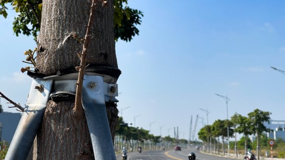 Nhiều cây xanh ở Đà Nẵng bị đeo gông, người dân xót xa