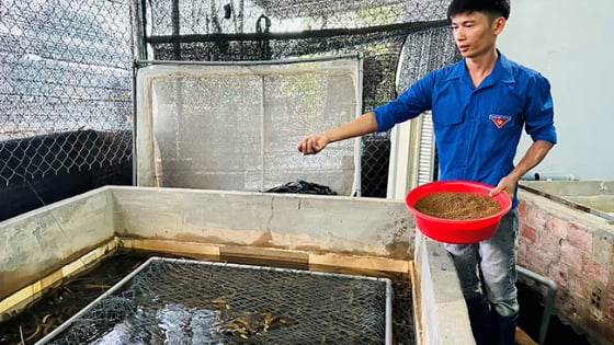 Tận dụng mảnh vườn sau nhà, xây bể nuôi lươn không bùn, anh nông dân 'tay ngang' ở Bình Định cứ thế phất lên 