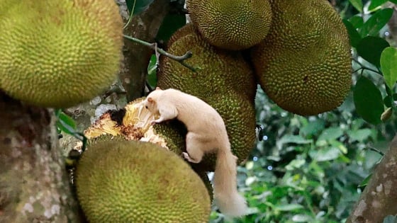 Trong ngôi làng cổ ở tỉnh Thanh Hóa, người ta phát hiện một con động vật hoang dã lông trắng như tuyết, hiếm gặp trong tự nhiên 
