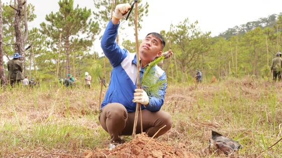 Trồng 38 triệu cây xanh trong 4 năm, Lâm Đồng là một trong những tỉnh dẫn đầu cả nước về trồng cây xanh