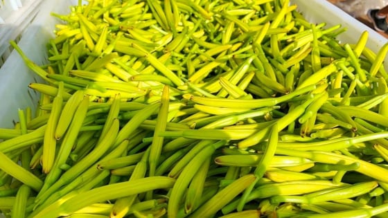 Loại rau 'vàng trong não', tẩy rửa mạch máu, tăng cường trí nhớ, ổn định tâm trạng, xào thịt cực thơm