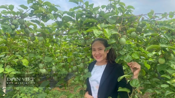 Đây là loại cây ra quả cản đâu có kịp, sẽ thay 'ngôi vương' của cây thanh long Bình Thuận?