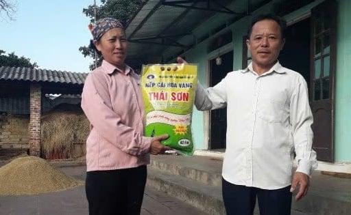 Hương vị tinh túy từ những hạt gạo nếp cái hoa vàng Thái Sơn