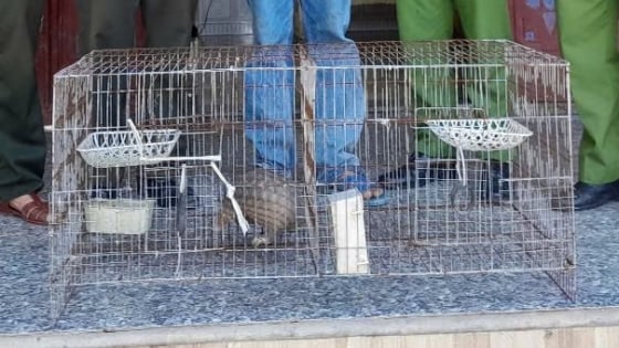 Hai con động vật hoang dã nằm trong sách đỏ thuộc nhóm IB và IIB, gồm 1 con tê tê java, 1 con trăn gấm “đi lạc”, được người dân ở Huế bắt cho vào bao, giao nộp kiểm lâm 