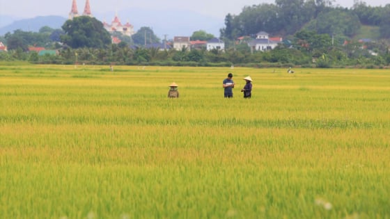 Vụ chuyện đang lạ ở Nghệ An, hơn 2.700ha lúa ngả vàng mà bông lúa chả chịu cúi đầu, chuyên gia lý giải thế nào?