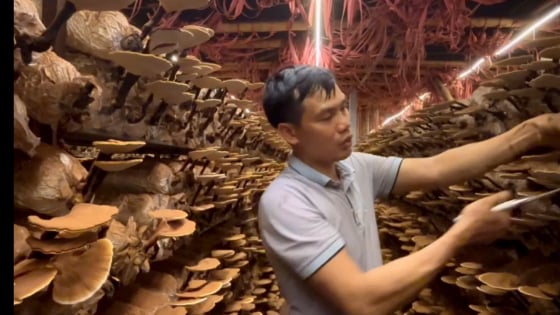 Trồng   nấm   quý  áp   dụng   công   nghệ   cao ,  bán   giá  1  triệu /kg ,  vợ   chồng   nông   dân  Hải  Phòng   kiếm   bội   tiền