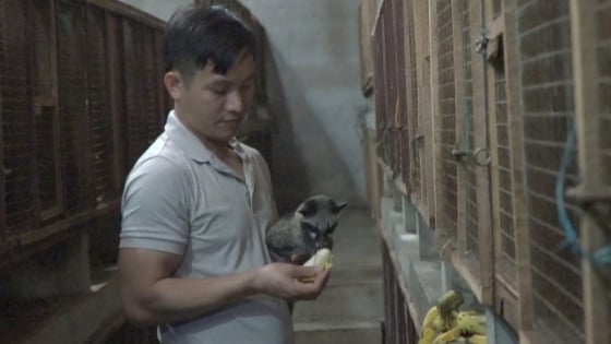 'Hotboy Quảng Bình' nuôi con vật hoang dã gì mà cứ 'ngủ ngày cày đêm', hễ bán là ra ngay 'con đặc sản'?