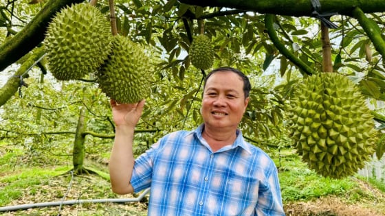 Làm giàu từ quả đặc sản, một ông giám đốc ở Cần Thơ còn khiến 'cả làng' phục lăn bởi điều này