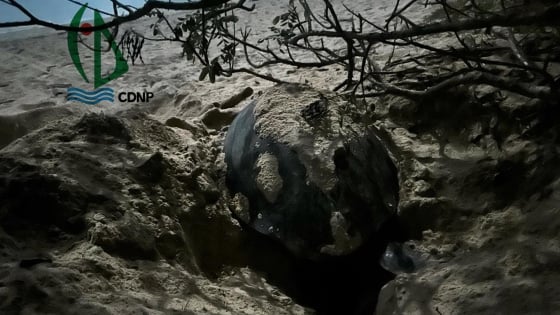 Một con động vật hoang dã 'quê' ở Philippines bơi qua biển, leo lên một hòn đảo của Việt Nam đẻ gần trăm trứng