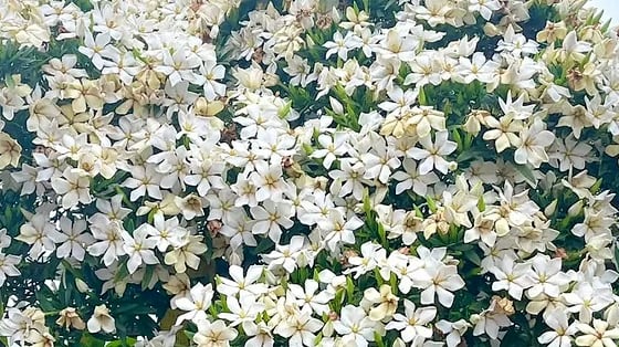 Quá đẹp! Cây cảnh 'tuyết bất tận', hương thơm quyến rũ nhất mùa hè, dịu mát tâm hồn, tinh thần sảng khoái