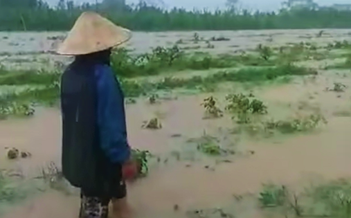 Nghệ An: Mưa xối xả, nước dâng cao nhấn chìm ruộng dưa hấu, dân bản nói mất hết rồi