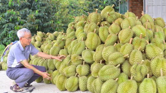 Phó Giám đốc Sở Nông nghiệp và Môi trường Lâm Đồng: Sầu riêng tại địa phương đạt chuẩn, giá còn tăng