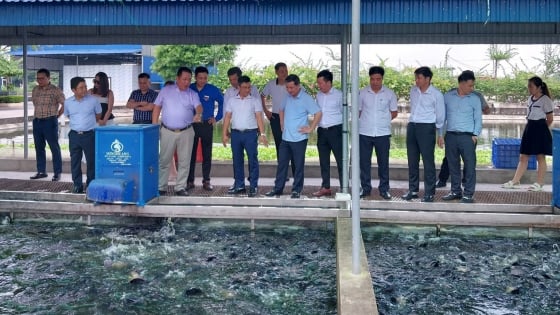 Một HTX ở Hải Dương nuôi cá 'sông trong ao', toàn rô phi 'khủng' trên 4kg/con, sạch bệnh, môi trường đảm bảo