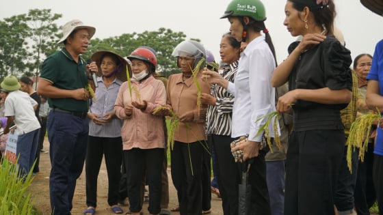 Phú Thọ: Nông dân xã Phùng Nguyên phấn khởi với ruộng lúa giống VNR88 sắp vào vụ thu hoạch