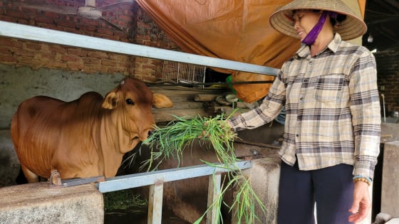 Dự án hỗ trợ bò sinh sản: Trao sinh kế, gieo hy vọng thoát nghèo cho bà con