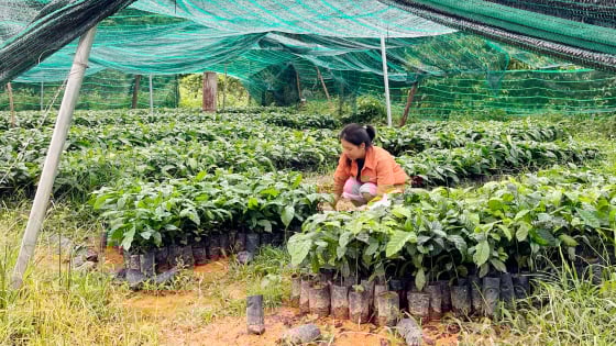 Giá tăng cao, cây cà phê giống “cháy hàng”, nông dân Đắk Lắk, Đắk Nông tranh nhau mua