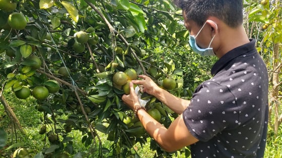 Vay vốn ưu đãi trồng cam, bưởi, ổi và chăn nuôi, nhiều nông dân ở Huế 'đút túi' cả trăm triệu mỗi năm  