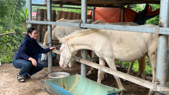 Lạng Sơn: Quỹ Hỗ trợ nông dân đang giúp hội viên xã Hữu Lân khá giả với nghề nuôi ngựa bạch