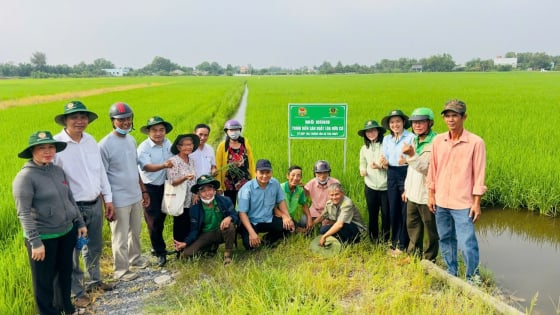 Chuyên gia: Nông nghiệp bền vững không thể có một ông nông dân trồng hai thửa ruộng, một để ăn, một để bán