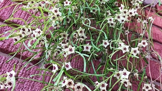 Đừng trồng trầu bà, cây cảnh như mớ cỏ rối này vừa độc lạ, vừa thu hút may mắn, thịnh vượng