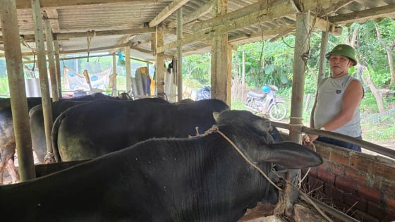 Một nông dân Quảng Nam lãi cả trăm triệu/năm nhờ xây dựng thành công mô hình nuôi bò 3B toàn con to bự