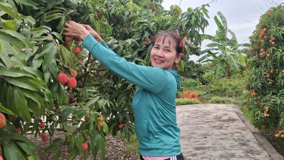Tỉnh Hải Dương gửi 500 lá thư mời doanh nghiệp đến dự một sự kiện đặc biệt liên quan đến loại trái cây đặc sản, trước khi sáp nhập với Hải Phòng
