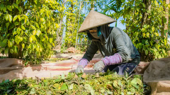Đắk Lắk có vô số đặc sản, sản phẩm nông nghiệp ngon lành, EVFTA là cánh cửa vào thị trường châu Âu