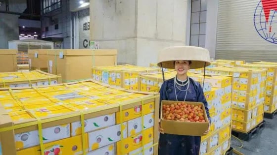 Lô vải thiều đầu tiên của năm 2025 đã được xuất khẩu qua Nhật Bản