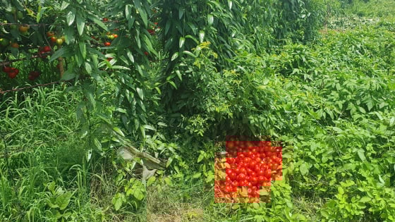 Rớt giá “chưa từng thấy”, hàng nghìn tấn cà chua chín mọng ở  Hải Phòng ế lăn lóc, vứt ngoài ruộng