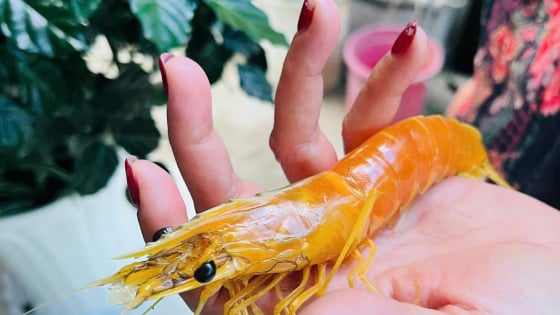 Tôm sú lạ lần đầu tiên thấy ở Cà Mau, vàng từ đầu tới đuôi trừ 2 con mắt, dân tình xôn xao