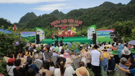 Ngày hội hái mận hậu Mộc Châu: Thử thách tốc độ và sự khéo léo của người nông dân