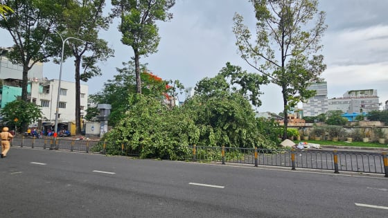 Cây xanh hơn 20 năm tuổi bật gốc trong mưa dông, đè người đi đường và ô tô ở quận 10