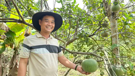 Một nông dân Đà Nẵng có cách thoát nghèo hay, biến đất cằn thành 'miệt vườn miền Tây' la liệt quả ngon