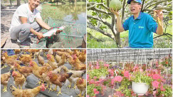 Xây dựng các mô hình kinh tế nông nghiệp hiệu quả, điểm sáng trong công tác Hội Nông dân Đà Nẵng